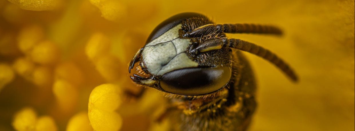 Bees Can Recognise Human Faces The Critter Whisperer