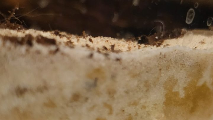 What is brown algae in a fish tank?