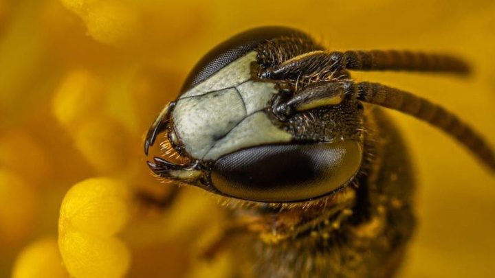 Bees can recognise human faces