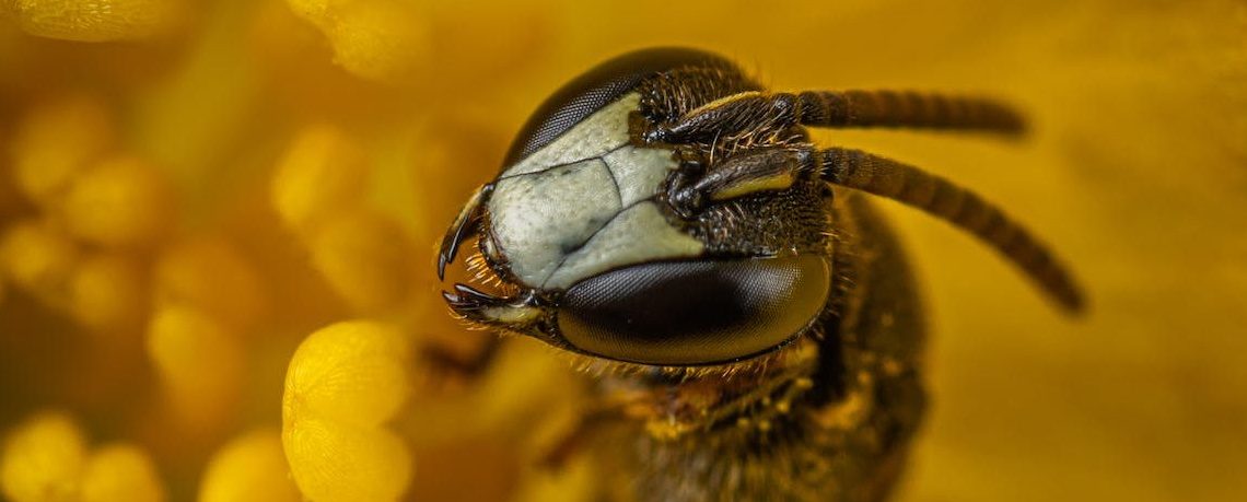 Bees can recognise human faces