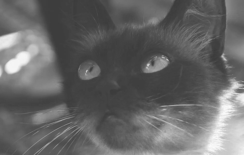 Can infrared cameras affect your pet’s eyes?