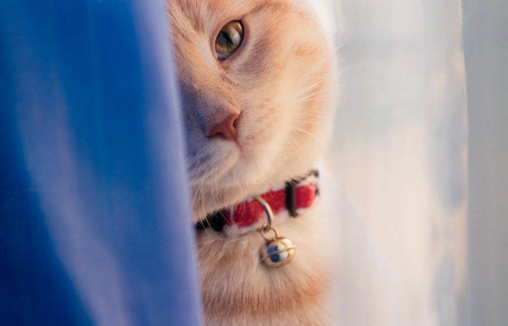 Cat Behavior: Understanding Your Feline Friend