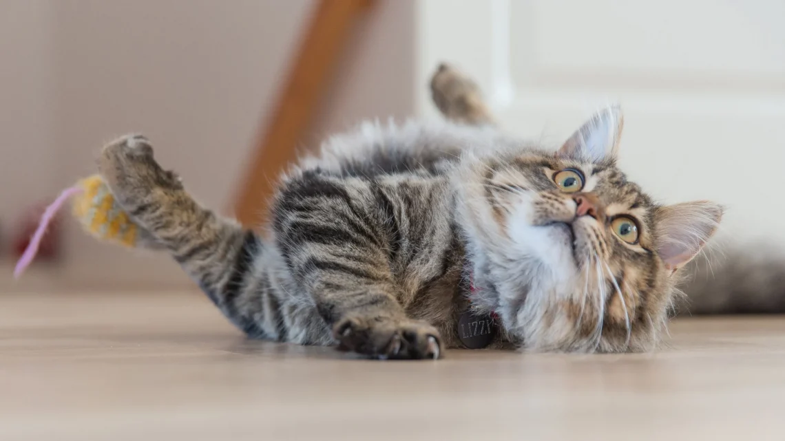Simple ways to help your cat lose weight