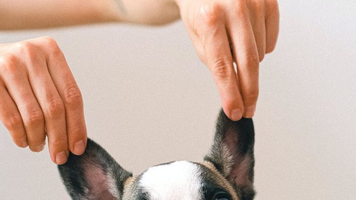 Understanding Your Dog’s Body Language: What They’re Trying to Tell You