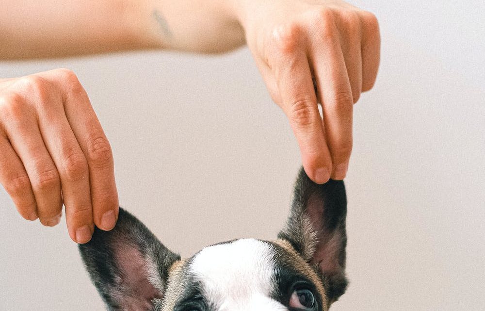 Understanding Your Dog’s Body Language: What They’re Trying to Tell You