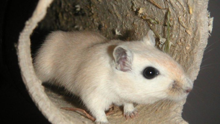 Gerbil Habitats