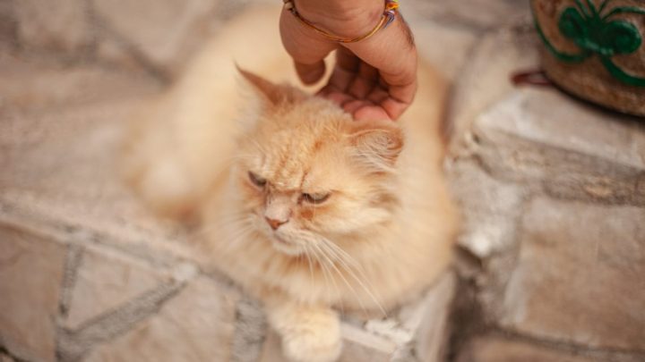 What to do if your cat is grumpy