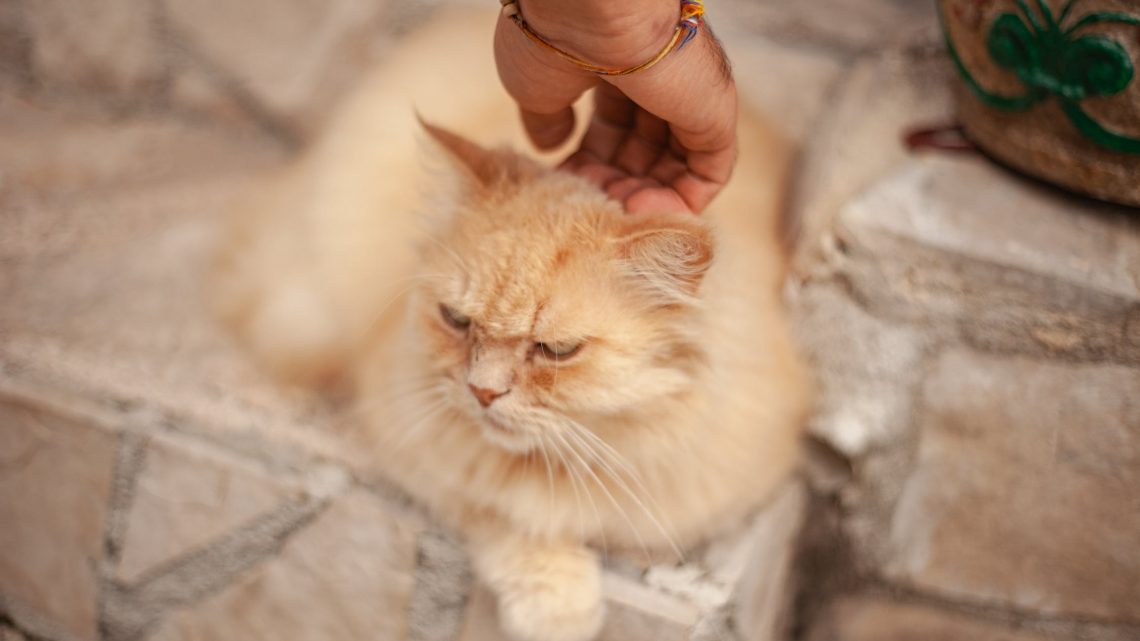 What to do if your cat is grumpy