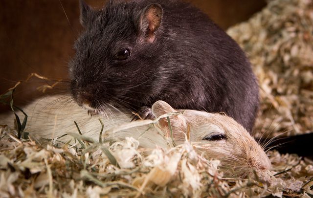 How to Introduce Gerbils to Each Other