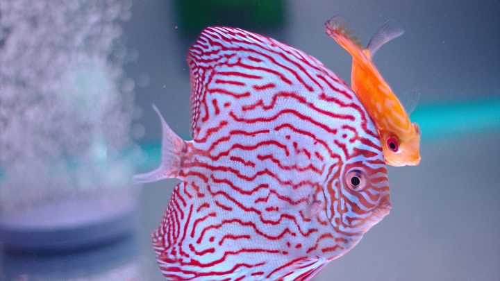 Keeping Discus Fish
