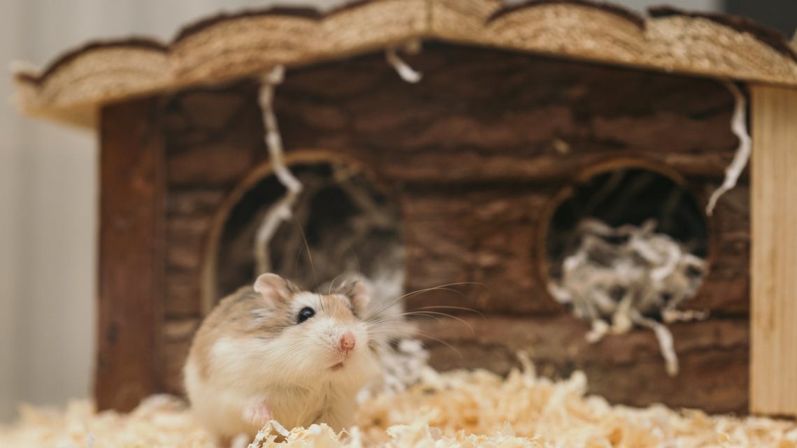 Types of Russian Dwarf Hamster