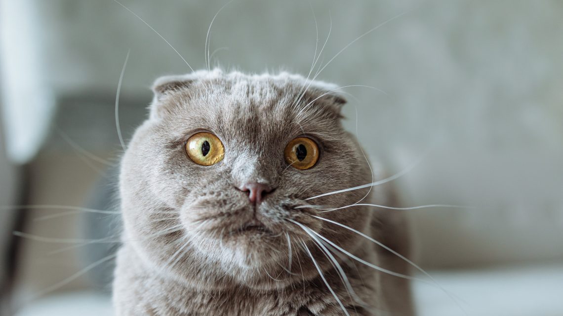 Diet control in a multi-cat household