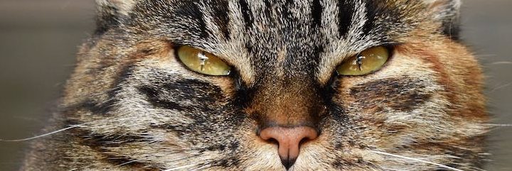 We know what causes tabby in cats