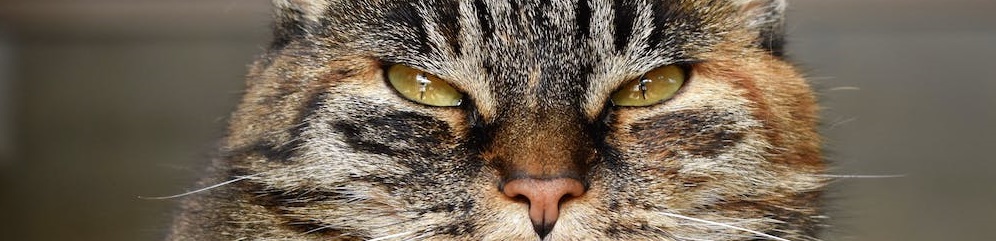 We know what causes tabby in cats