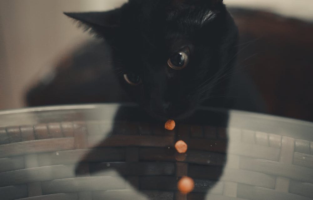 How to clicker train your cat