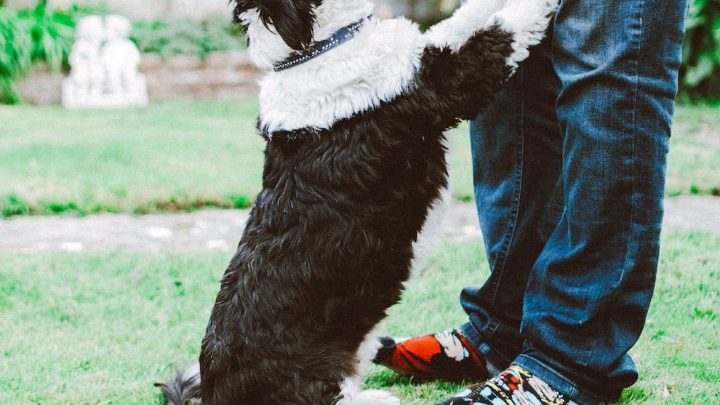 Training Your Dog: Tips for Success