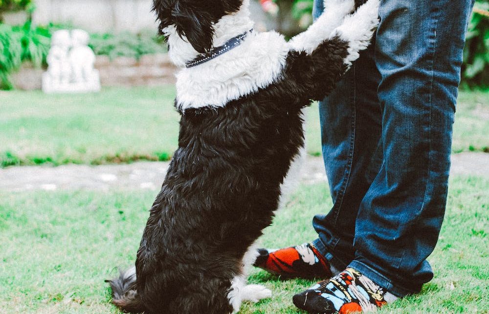 Training Your Dog: Tips for Success