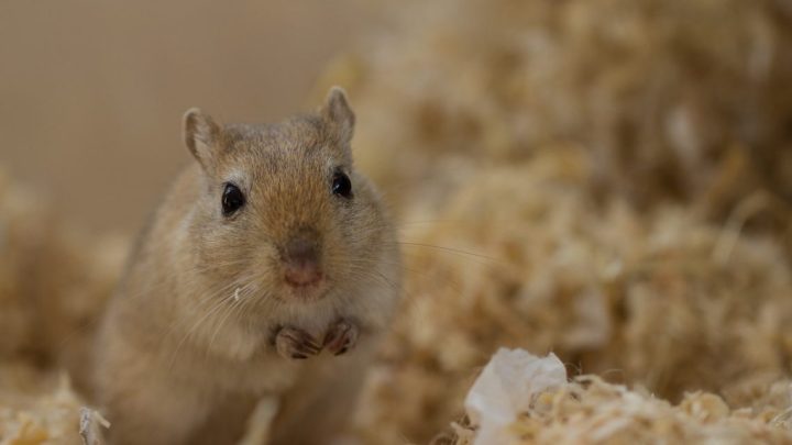 What to do if one gerbil dies