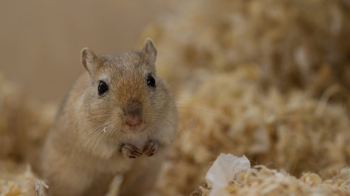 What to do if one gerbil dies