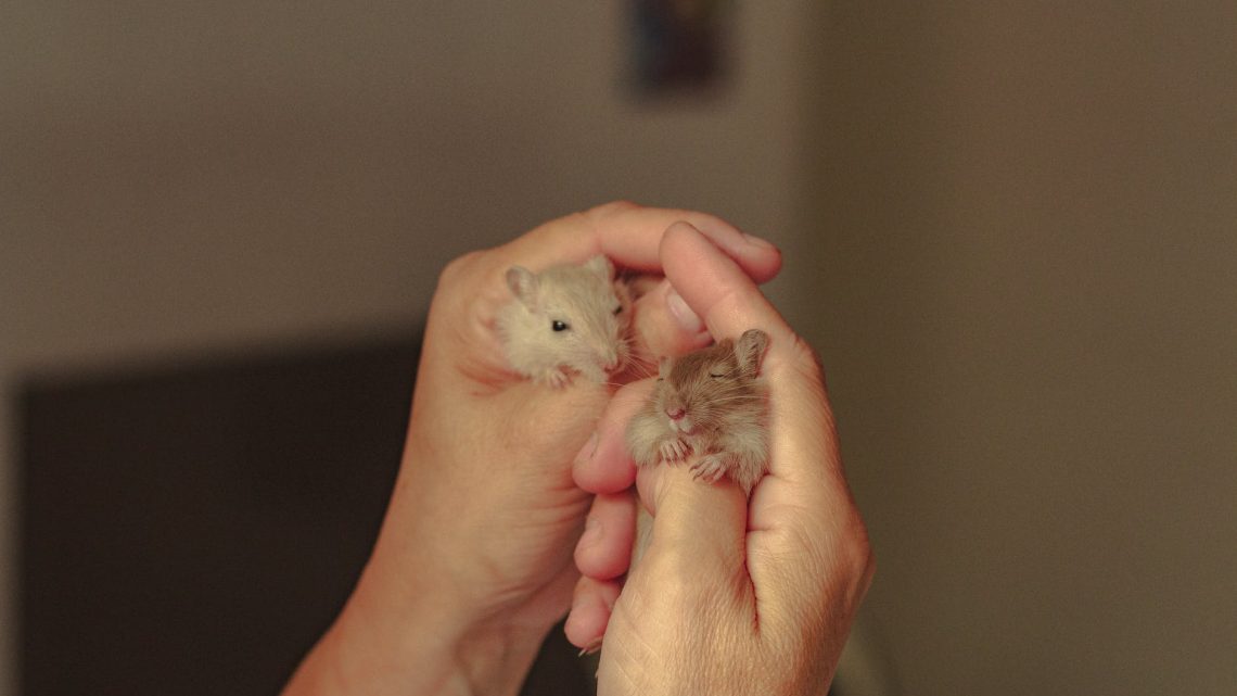 Which type of hamster should you get?
