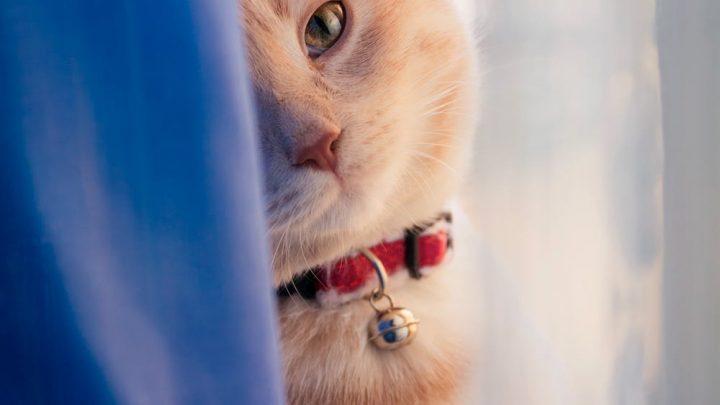 Cat Behavior: Understanding Your Feline Friend