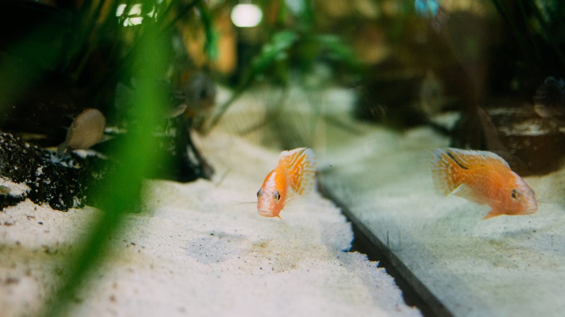 Keeping Your Fish Tank Clean and Healthy